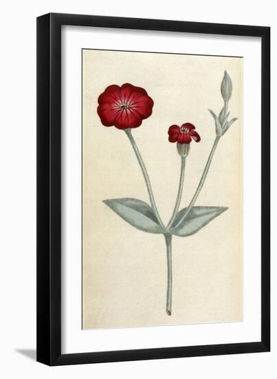 Agrostemma Coronaria-William Curtis-Framed Art Print