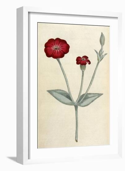 Agrostemma Coronaria-William Curtis-Framed Art Print