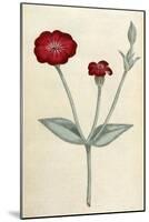 Agrostemma Coronaria-William Curtis-Mounted Art Print