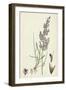 Agrostis Canina Brown Bent-Grass-null-Framed Giclee Print