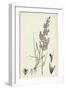 Agrostis Canina Brown Bent-Grass-null-Framed Giclee Print