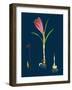 Agrostis Setacea; Bristle-Leaved Bent-Grass-null-Framed Giclee Print