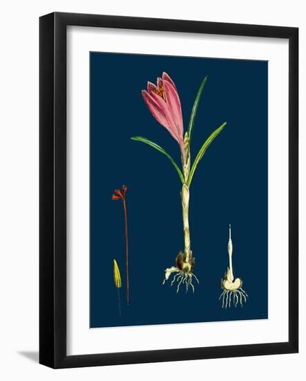 Agrostis Setacea; Bristle-Leaved Bent-Grass-null-Framed Giclee Print