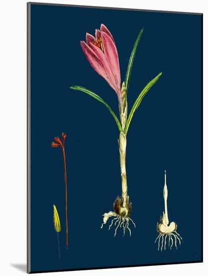 Agrostis Setacea; Bristle-Leaved Bent-Grass-null-Mounted Giclee Print