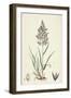 Agrostis Vulgaris Common Bent-Grass-null-Framed Giclee Print