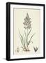 Agrostis Vulgaris Common Bent-Grass-null-Framed Giclee Print