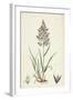 Agrostis Vulgaris Common Bent-Grass-null-Framed Giclee Print