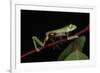 Agua Rica Leaf Frog, Amazon, Ecuador-Pete Oxford-Framed Photographic Print