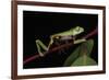 Agua Rica Leaf Frog, Amazon, Ecuador-Pete Oxford-Framed Photographic Print