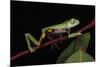 Agua Rica Leaf Frog, Amazon, Ecuador-Pete Oxford-Mounted Photographic Print