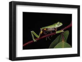 Agua Rica Leaf Frog, Amazon, Ecuador-Pete Oxford-Framed Photographic Print