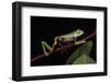 Agua Rica Leaf Frog, Amazon, Ecuador-Pete Oxford-Framed Photographic Print