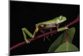 Agua Rica Leaf Frog, Amazon, Ecuador-Pete Oxford-Mounted Photographic Print