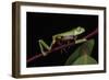 Agua Rica Leaf Frog, Amazon, Ecuador-Pete Oxford-Framed Photographic Print