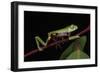 Agua Rica Leaf Frog, Amazon, Ecuador-Pete Oxford-Framed Photographic Print