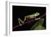 Agua Rica Leaf Frog, Amazon, Ecuador-Pete Oxford-Framed Photographic Print