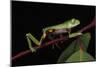 Agua Rica Leaf Frog, Amazon, Ecuador-Pete Oxford-Mounted Photographic Print