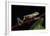 Agua Rica Leaf Frog, Amazon, Ecuador-Pete Oxford-Framed Photographic Print