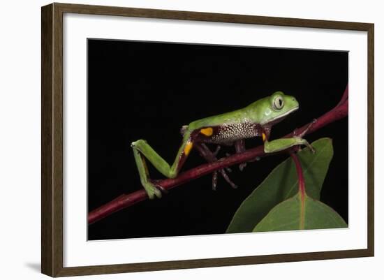 Agua Rica Leaf Frog, Amazon, Ecuador-Pete Oxford-Framed Photographic Print