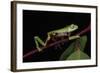 Agua Rica Leaf Frog, Amazon, Ecuador-Pete Oxford-Framed Photographic Print