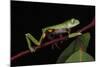 Agua Rica Leaf Frog, Amazon, Ecuador-Pete Oxford-Mounted Photographic Print