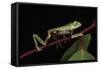 Agua Rica Leaf Frog, Amazon, Ecuador-Pete Oxford-Framed Stretched Canvas