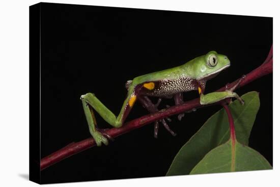 Agua Rica Leaf Frog, Amazon, Ecuador-Pete Oxford-Stretched Canvas