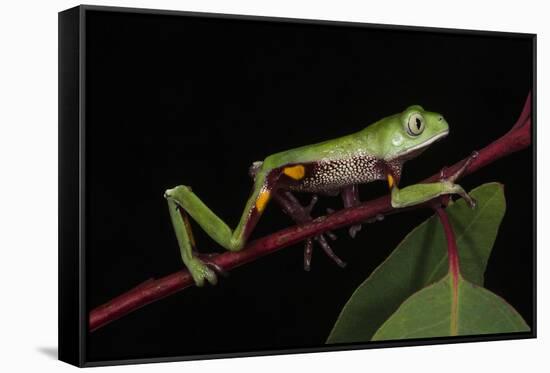 Agua Rica Leaf Frog, Amazon, Ecuador-Pete Oxford-Framed Stretched Canvas