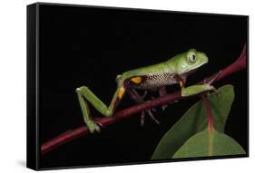 Agua Rica Leaf Frog, Amazon, Ecuador-Pete Oxford-Framed Stretched Canvas