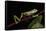 Agua Rica Leaf Frog, Amazon, Ecuador-Pete Oxford-Framed Stretched Canvas