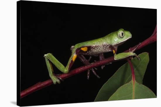 Agua Rica Leaf Frog, Amazon, Ecuador-Pete Oxford-Stretched Canvas