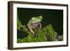 Agua Rica Leaf Frog, Ecuador-Pete Oxford-Framed Photographic Print