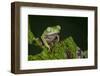 Agua Rica Leaf Frog, Ecuador-Pete Oxford-Framed Photographic Print