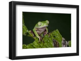 Agua Rica Leaf Frog, Ecuador-Pete Oxford-Framed Photographic Print