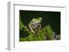 Agua Rica Leaf Frog, Ecuador-Pete Oxford-Framed Photographic Print