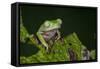 Agua Rica Leaf Frog, Ecuador-Pete Oxford-Framed Stretched Canvas