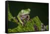 Agua Rica Leaf Frog, Ecuador-Pete Oxford-Framed Stretched Canvas