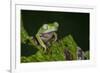 Agua Rica Leaf Frog, Ecuador-Pete Oxford-Framed Photographic Print