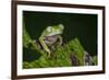 Agua Rica Leaf Frog, Ecuador-Pete Oxford-Framed Photographic Print