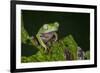 Agua Rica Leaf Frog, Ecuador-Pete Oxford-Framed Photographic Print