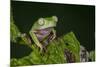 Agua Rica Leaf Frog, Ecuador-Pete Oxford-Mounted Photographic Print