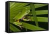 Agua Rica Leaf Frog, Ecuador-Pete Oxford-Framed Stretched Canvas