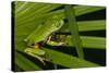 Agua Rica Leaf Frog, Ecuador-Pete Oxford-Stretched Canvas