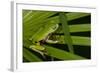 Agua Rica Leaf Frog, Ecuador-Pete Oxford-Framed Photographic Print