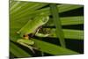 Agua Rica Leaf Frog, Ecuador-Pete Oxford-Mounted Photographic Print