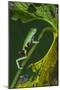Agua Rica Leaf Frog, Ecuador-Pete Oxford-Mounted Photographic Print
