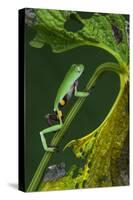 Agua Rica Leaf Frog, Ecuador-Pete Oxford-Stretched Canvas