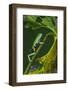 Agua Rica Leaf Frog, Ecuador-Pete Oxford-Framed Photographic Print