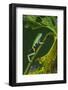 Agua Rica Leaf Frog, Ecuador-Pete Oxford-Framed Photographic Print