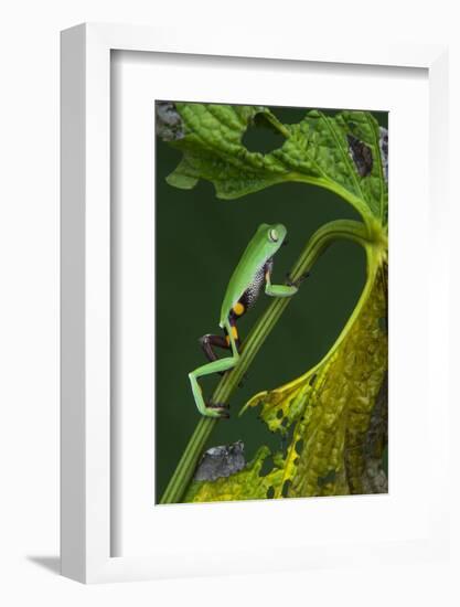 Agua Rica Leaf Frog, Ecuador-Pete Oxford-Framed Photographic Print